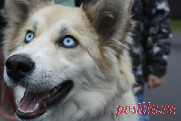 Раменский район
Замечательная девчонка около года ищет самых лучших родителей. Приучена к поводку. Отлично подойдёт в частный дом не на цепь. Адекватна к кошкам и другим собакам.
Прекрасно ладит с детьми. 
Отдаётся только совершеннолетним и по договору с ненавязчивым отслеживанием судьбы 
Фотоальбом https://vk.com/album-155121940_249086340
Доставка по МО.
89262803050
https://vk.com/id4295253