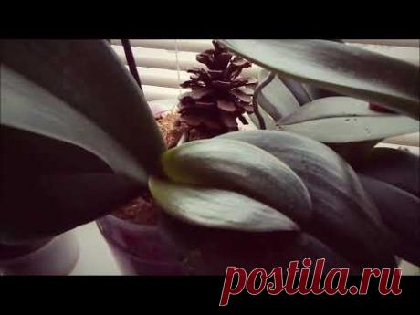 КАК ВОССТАНОВИТЬ ТУРГОР ЛИСТЬЕВ У ОРХИДЕЙ? НАШИ ОШИБКИ. Янтарная кислота и глюкоза для орхидей. Как правильно применять https://www.youtube.com/watch?v=Qgx2L... закрытая система для орхидей совет для новичковhttps...