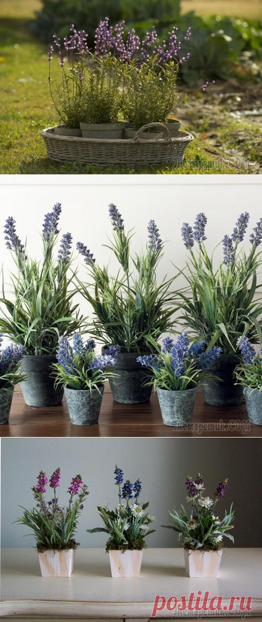 Как вырастить лаванду дома в горшке: что для этого нужно знать?