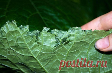 Вредители рассады огурцов и других видов сельскохозяйственных культур – как с ними бороться