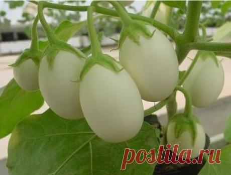 Это не яйцо на ветке, а особый сорт баклажанов, который был выведен в
Индии. Круглый баклажан белого цвета называется eggplant и внешне
выглядит как куриное яйцо.