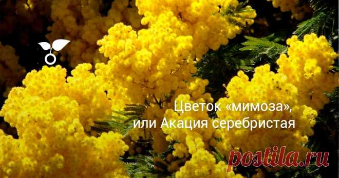 Цветок «мимоза», или Акация серебристая Знаете ли вы, что мимоза, с которой мы привыкли праздновать 8-е Марта, на самом деле, совсем не мимоза. Это растение называется акацией серебристой. Есть ещё одно название — акация австралийская, так как привезена она к нам из Австралии. Другие секреты 