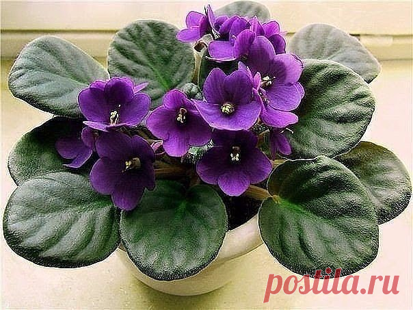 КАК ОМОЛОДИТЬ ФИАЛКИ? | 6 соток