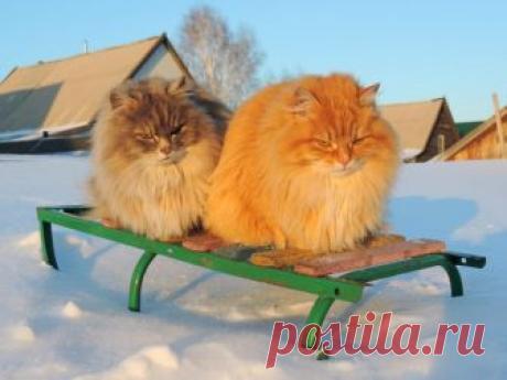 Esta fazenda é totalmente habitada por lindos gatos! Uma agricultora russa transformou sua propriedade rural em uma 'fazenda felina' habitada por lindos gatos siberianos. Veja as imagens e se encante com eles!