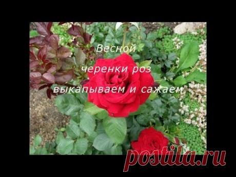 Как сохранить черенки роз осенью и посадить их весной