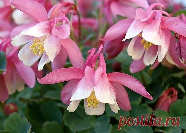 ИЗЯЩНЫЕ АКВИЛЕГИИ — ЗВЕЗДЫ ТEНИСТЫX УЧАСТKОВ | Журнал 