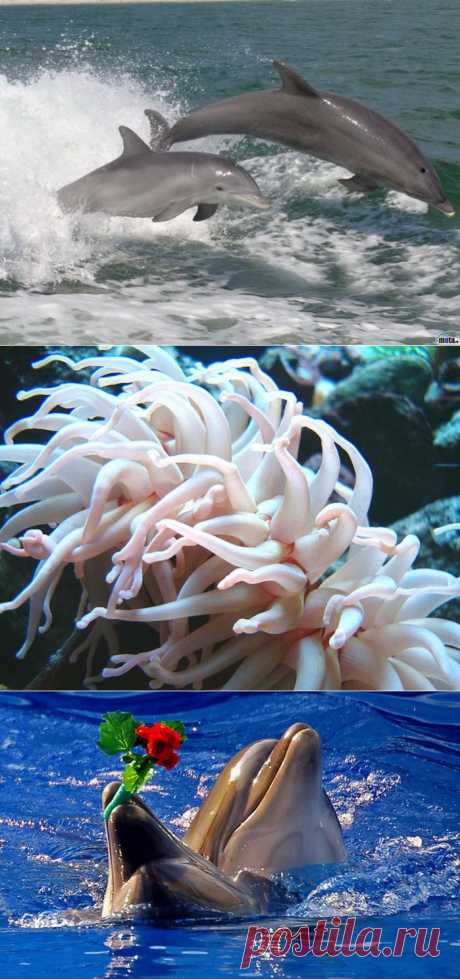 Чарующий и прекрасный подводный мир.