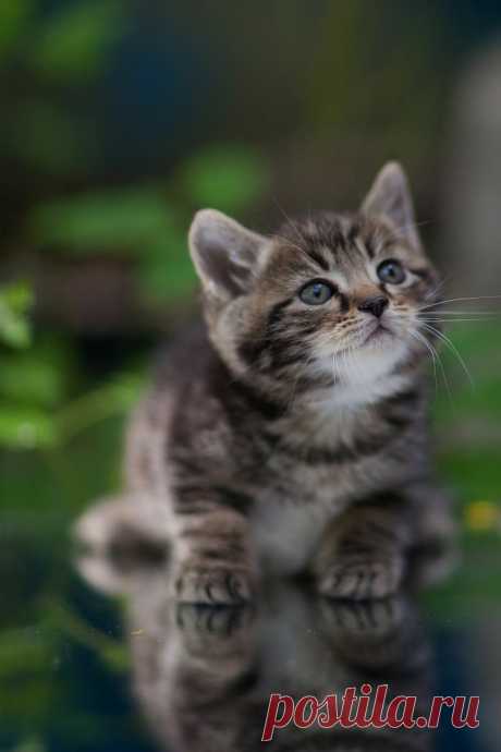 cutest animals' photos