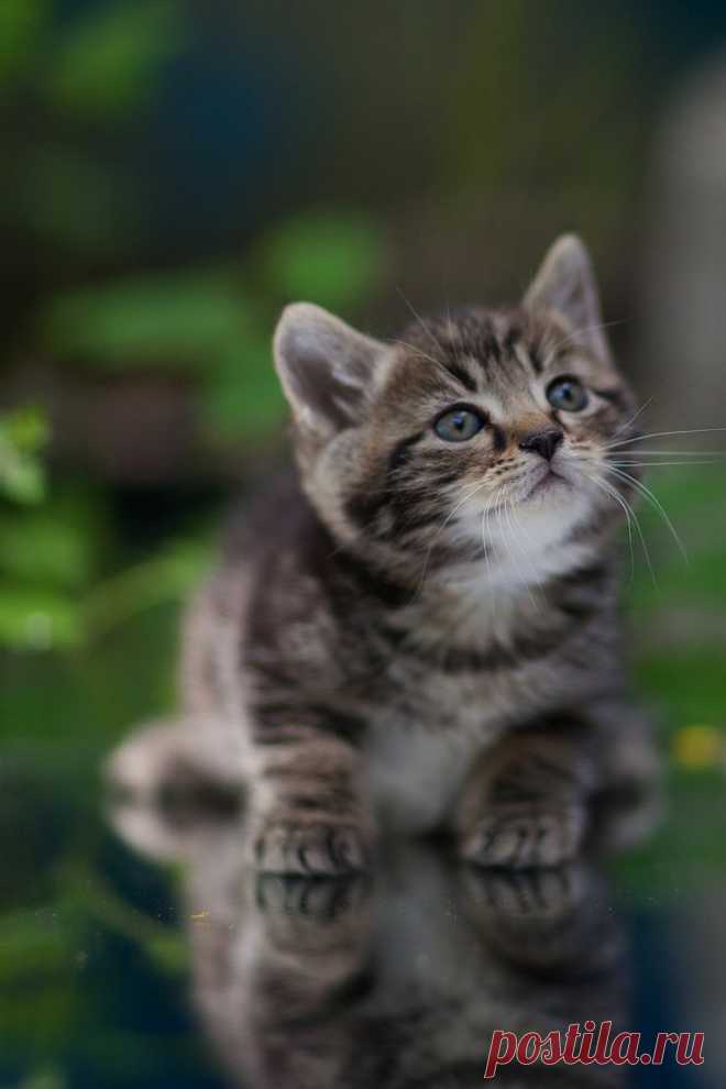 cutest animals' photos