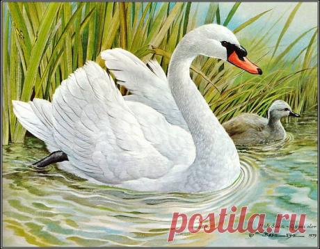 Иллюстрации Василия Эде (Basil Ede). Птицы