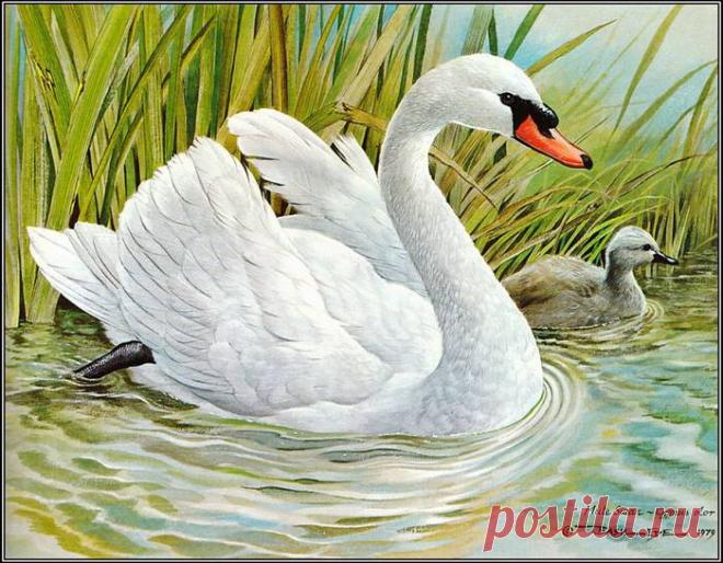 Иллюстрации Василия Эде (Basil Ede). Птицы