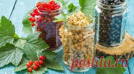 Что приготовить на зиму из смородины – 8 вкуснейших рецептов | Дачная кухня (Огород.ru)