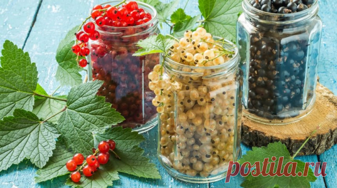 Что приготовить на зиму из смородины – 8 вкуснейших рецептов | Дачная кухня (Огород.ru)