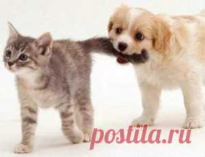 Mini-Books | Fuel the Brain