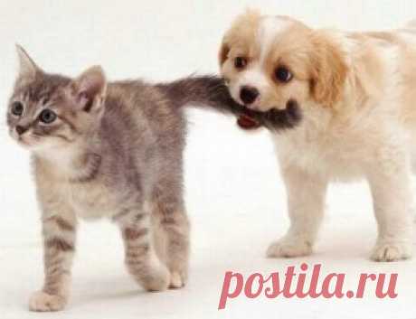 Mini-Books | Fuel the Brain