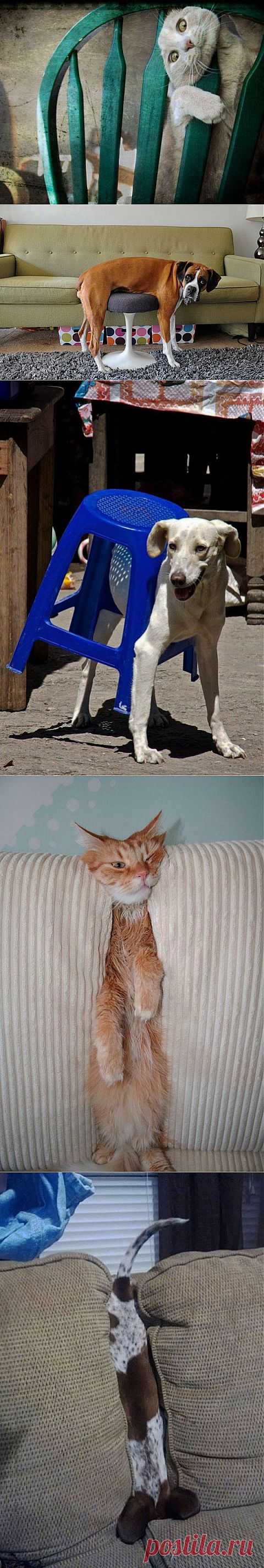 Животные и мебель | Отдыхаем с юмором