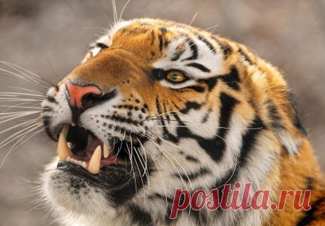 Кто сильнее: лев или тигр? | Чёрт побери Думаете, что знаете правильный ответ…?   Что характерно, сколько бы я ни выступал перед детьми, всегда задается один и тот же вопрос: кто сильнее — лев или тигр. И если вспомнить детство, то лично я тоже задавался этим вопросом. Если вдруг вам интересно или ваши дети спросят вас об этом, то не спешите с ответом! Для начала разберемся с предметом обсуждения. В современной дикой природе лев и тигр встретиться не могут. В Африке нет ти...