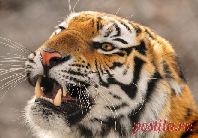 Кто сильнее: лев или тигр? | Чёрт побери Думаете, что знаете правильный ответ…?   Что характерно, сколько бы я ни выступал перед детьми, всегда задается один и тот же вопрос: кто сильнее — лев или тигр. И если вспомнить детство, то лично я тоже задавался этим вопросом. Если вдруг вам интересно или ваши дети спросят вас об этом, то не спешите с ответом! Для начала разберемся с предметом обсуждения. В современной дикой природе лев и тигр встретиться не могут. В Африке нет ти...