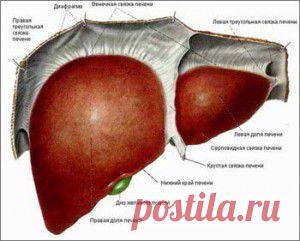 ОЛЕАНДР: КОВАРСТВО ИЛИ ЛЮБОВЬ?