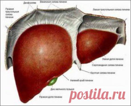 ОЛЕАНДР: КОВАРСТВО ИЛИ ЛЮБОВЬ?