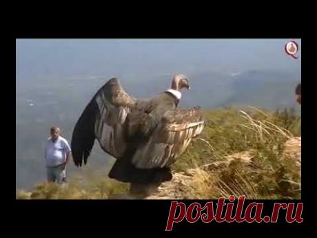 コンドルは飛んでいく