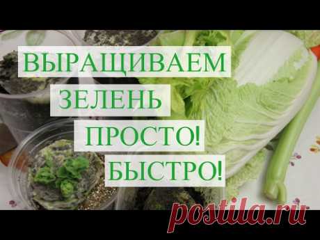 Как Вырастить Пекинскую Капусту и Сельдерей Быстро.