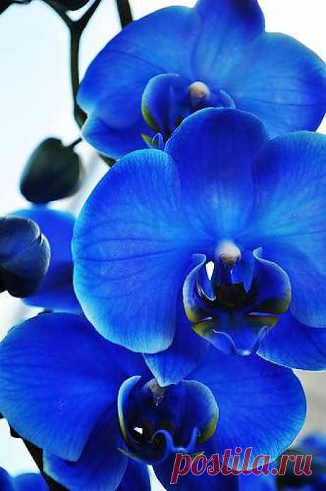Orchid | Flowers
