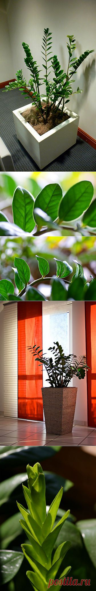САЙТ - Ботаничка.ru | Замиокулькас—долларовое дерево. Уход, выращивание, размножение, пересадка. Болезни и вредители, желтеет. Цветок. Фото.