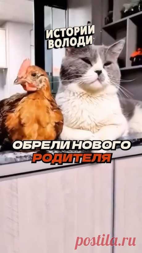 Новый РОДИТЕЛЬ 🐔