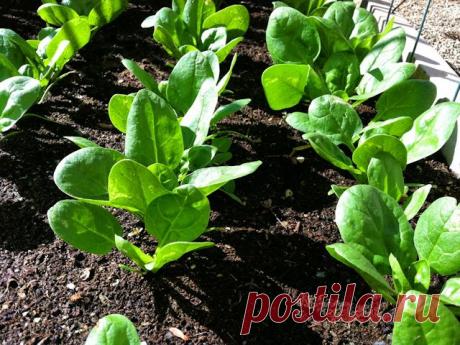 ВедаМост: Повторные посевы