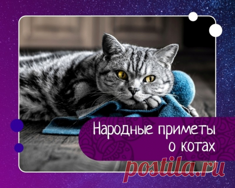 Народные приметы о котах