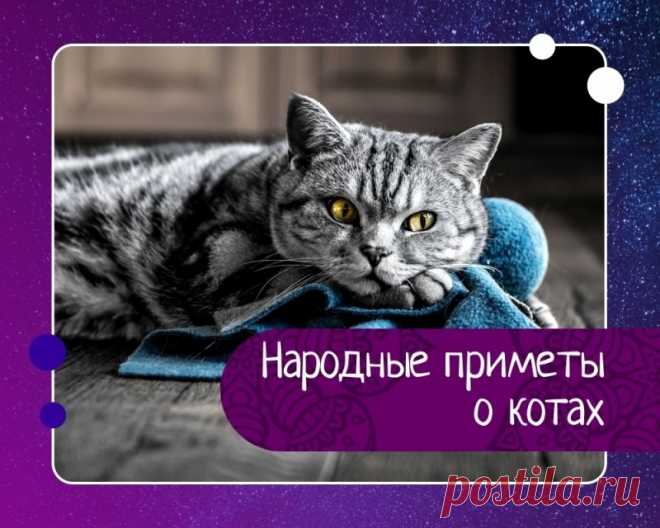Народные приметы о котах.  Народные приметы о котах. Приметы, в которых упоминаются кошки, популярны в народе с...