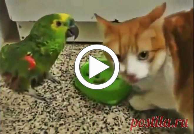 (+3) Попугай хамит за завтраком коту и получает за это оплеуху