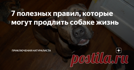 7 полезных правил, которые могут продлить собаке жизнь Статья автора «Приключения натуралиста» в Дзене ✍: Многие не представляют своей жизни без друга, радостно виляющего хвостом при встрече.