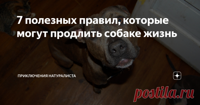 7 полезных правил, которые могут продлить собаке жизнь Статья автора «Приключения натуралиста» в Дзене ✍: Многие не представляют своей жизни без друга, радостно виляющего хвостом при встрече.