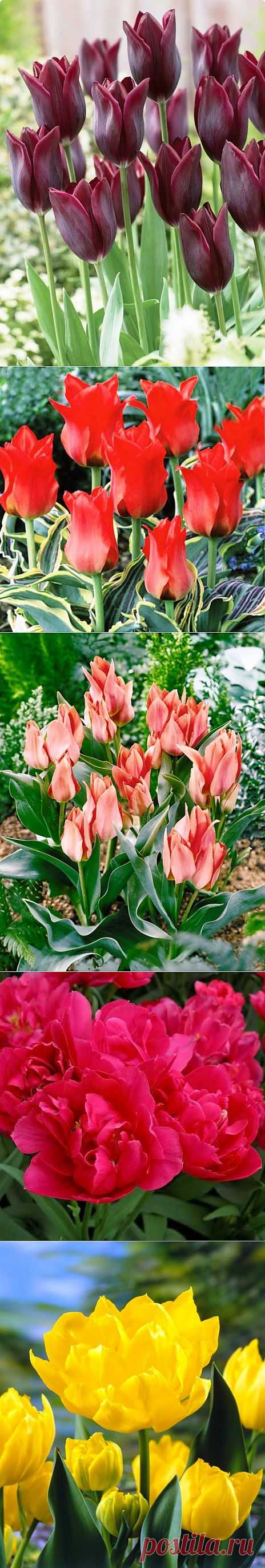 Готовимся к будущей весне - сажаем тюльпаны.