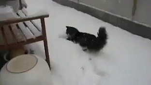 С ними не соскучишься! Забавные гифки с животными