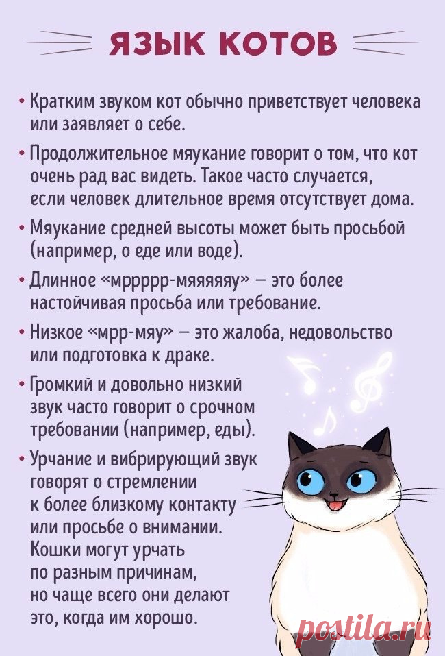 Как найти общий язык со своим котом?