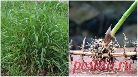 Пырей ползучий: дожить без болезней до глубокой старости легко. С сентября выкапываю корневища пырея, чтобы они всегда были под рукой.
Пырей ползучий (Agropyrum repens) — один из самых распространенных сорняков и головная боль многих огородников: мало того, что истощает грунт, так еще и избавиться от него почти невозможно. Безжалостно удаляя пырей с участка, многие садоводы не догадываются, что...
Читай дальше на сайте. Жми подробнее ➡
