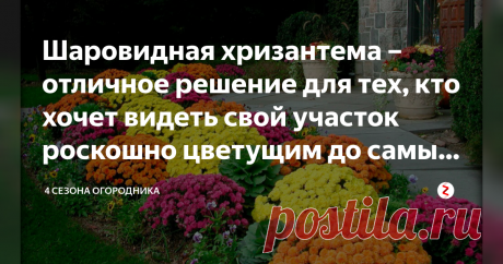 Шаровидная хризантема – отличное решение для тех, кто хочет видеть свой участок роскошно цветущим до самых морозов Начало осени является периодом долгожданного цветения шаровидных хризантем. Данный вид хризантем является многолетним растением и радует цветением независимо от погодных условий.
Несмотря на сравнительно небольшие размеры кустов (приблизительно до 70 см в высоту), они потрясающе красивы!
Цветущие кусты удивляют своими идеально круглыми формами и роскошными ярк...