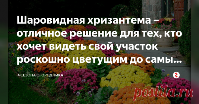 Шаровидная хризантема – отличное решение для тех, кто хочет видеть свой участок роскошно цветущим до самых морозов Начало осени является периодом долгожданного цветения шаровидных хризантем. Данный вид хризантем является многолетним растением и радует цветением независимо от погодных условий.
Несмотря на сравнительно небольшие размеры кустов (приблизительно до 70 см в высоту), они потрясающе красивы!
Цветущие кусты удивляют своими идеально круглыми формами и роскошными ярк...