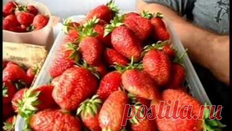 Уход за клубникой