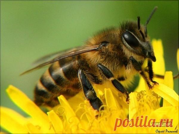 Куда исчезают пчелы? &#8212; Чудеса