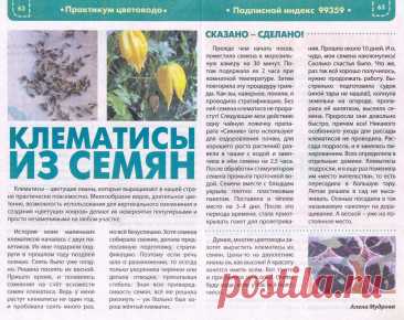 Клематисы из семян