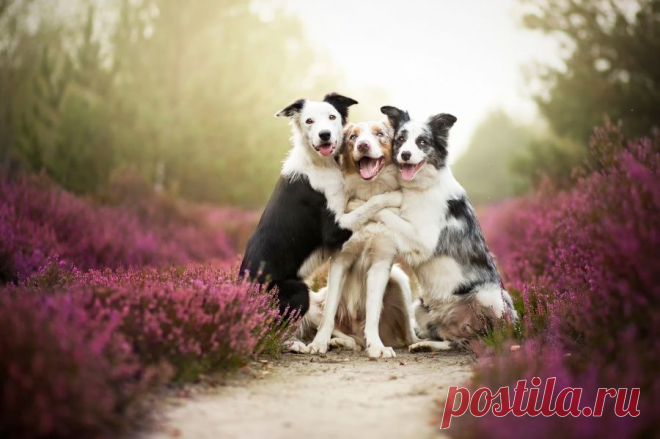 Алисия Змысловска. Две страсти: фотография и собаки