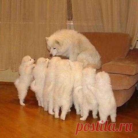 Я ЛЮБЛЮ ЖИВОТНЫХ