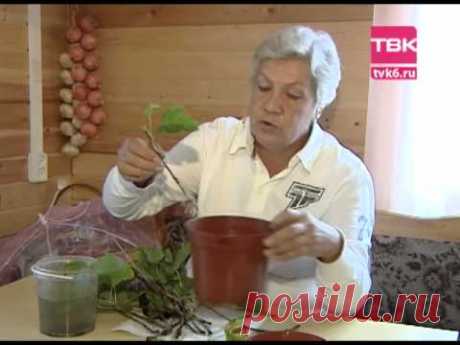 Советы тети Тани. Высаживаем черенки смородины