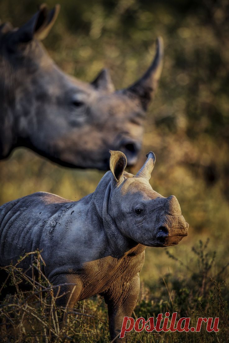 Mothers Watchful Eye -- by Chris Fischer