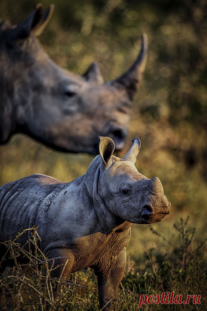 Mothers Watchful Eye -- by Chris Fischer