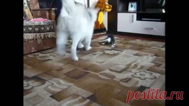 Хаски и котенок знакомятся!)